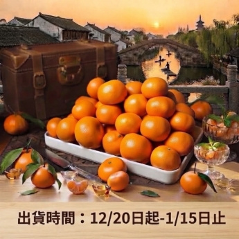 砂糖桔 A級